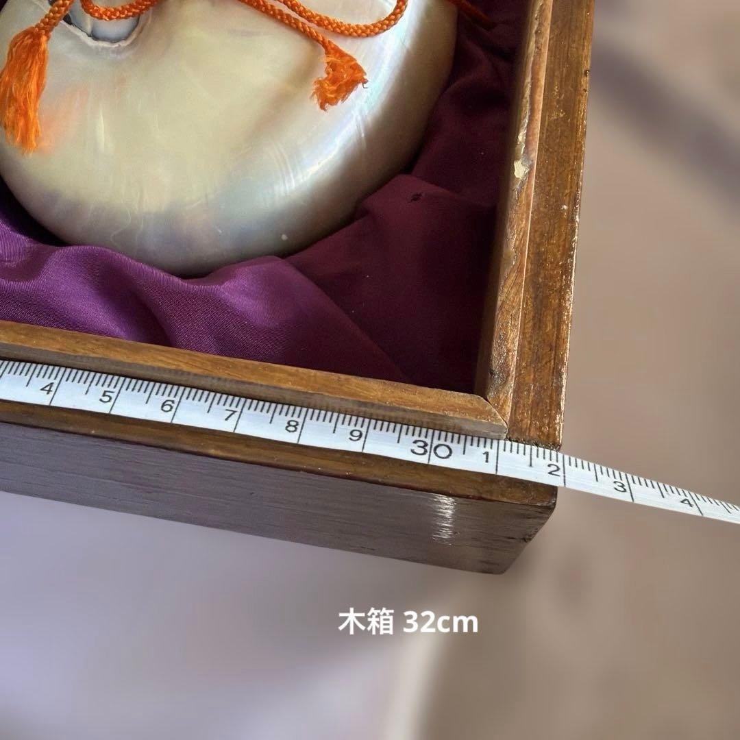 オウムガイの殻