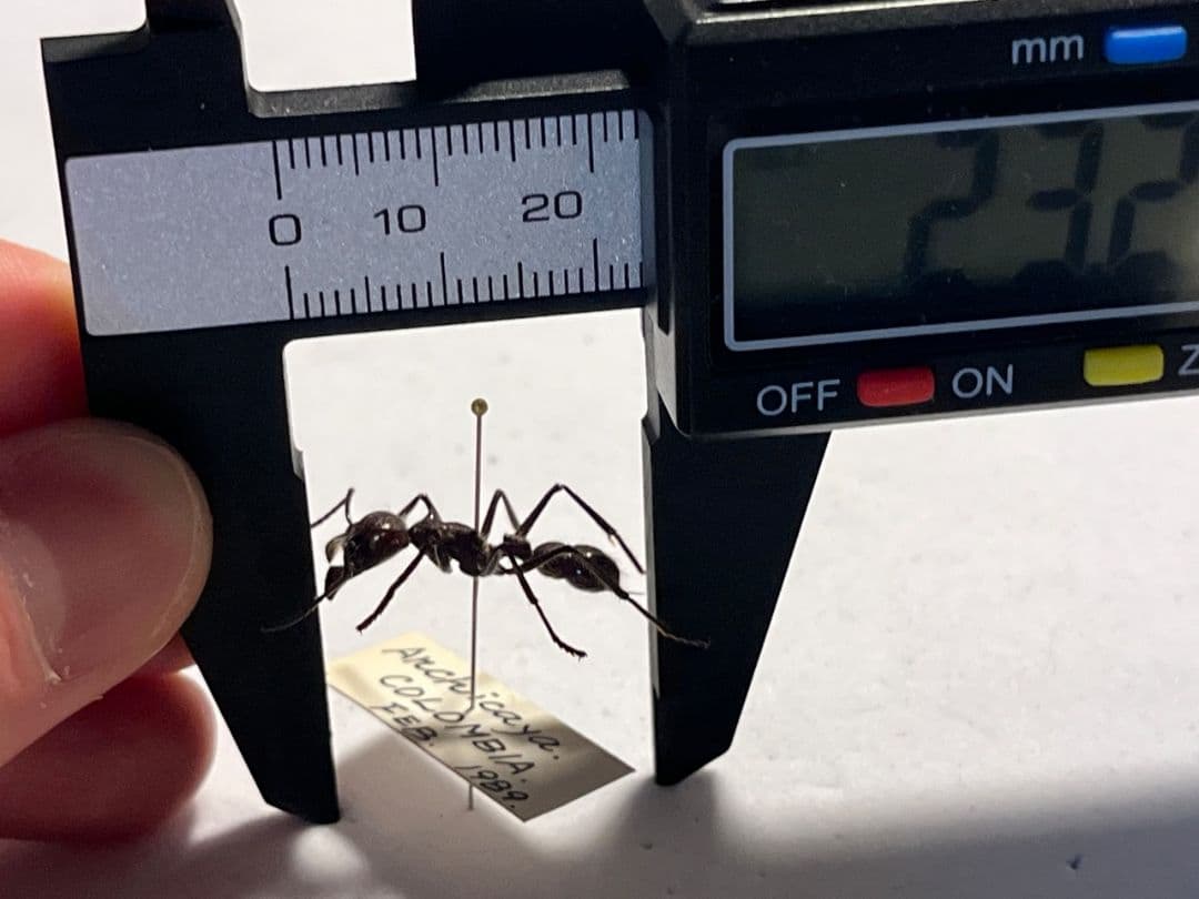 【23mm】パラポネラ アシナガアリ 標本いきもの大図鑑 蟻 クロオオアリ