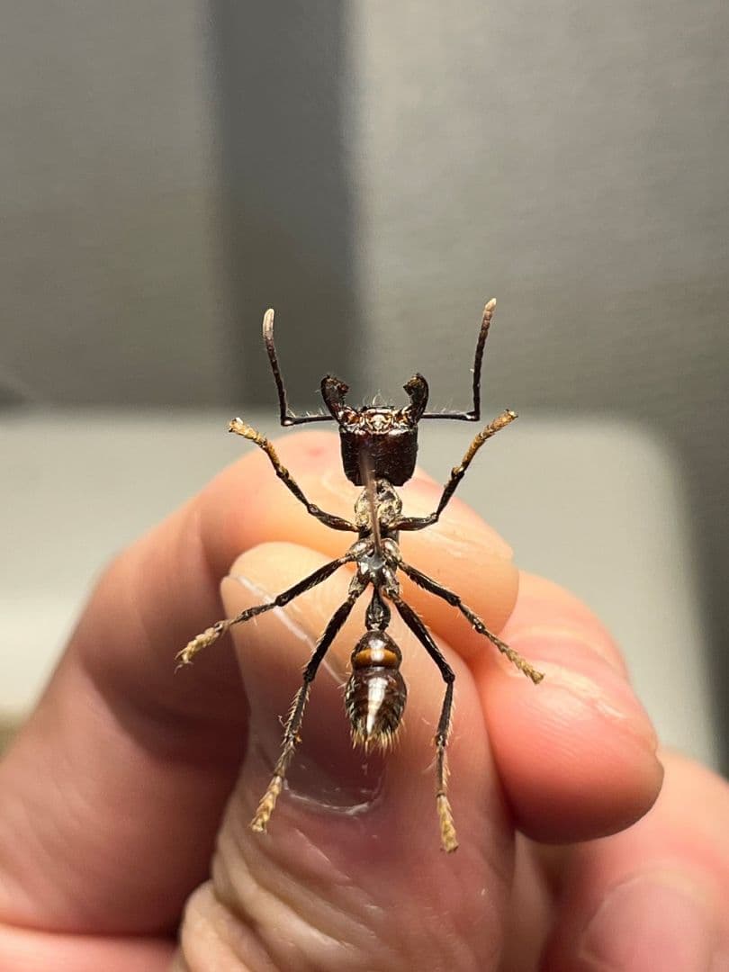 【23mm】パラポネラ アシナガアリ 標本いきもの大図鑑 蟻 クロオオアリ