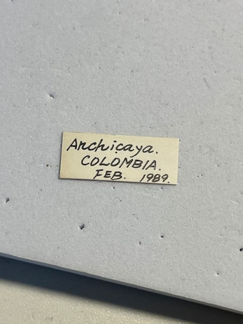 【23mm】パラポネラ アシナガアリ 標本いきもの大図鑑 蟻 クロオオアリ