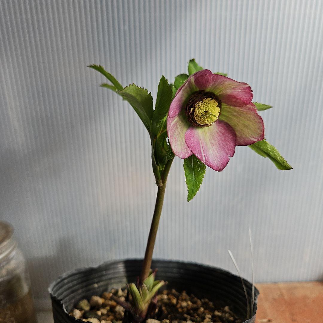 かぁむぅ様ご購入苗㉖-108㉖-133クリスマスローズ