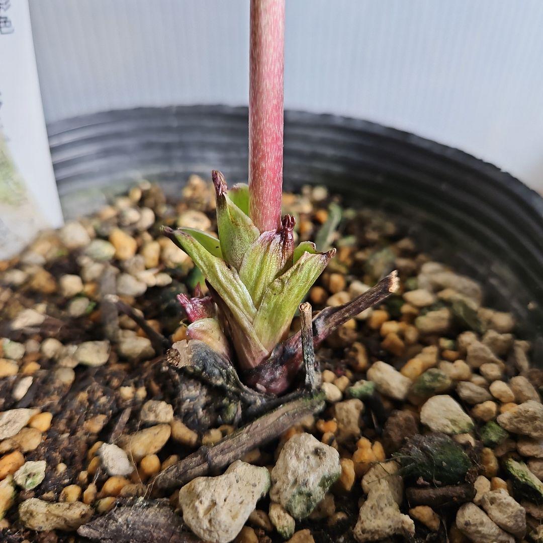 かぁむぅ様ご購入苗㉖-108㉖-133クリスマスローズ