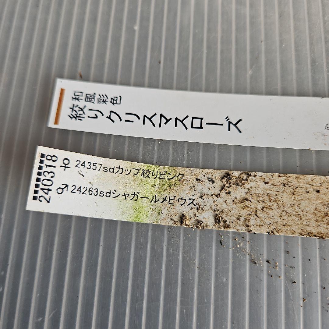 かぁむぅ様ご購入苗㉖-108㉖-133クリスマスローズ