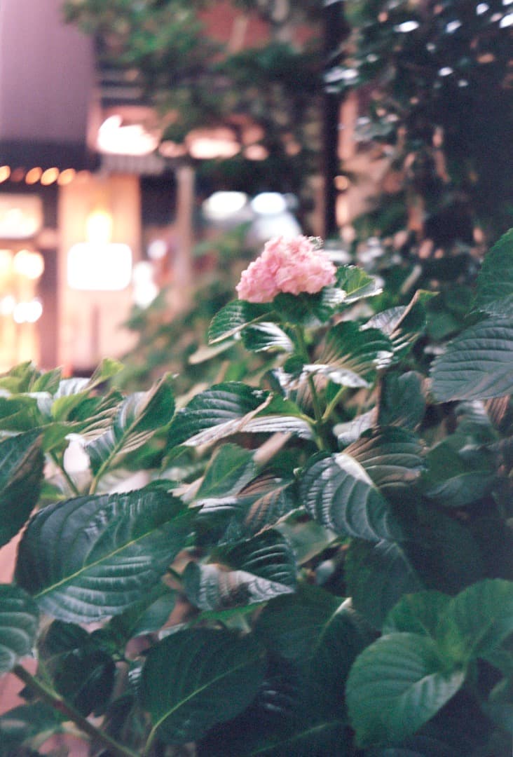 【作例あり】Zeiss Ikon Contessa35 Tessar