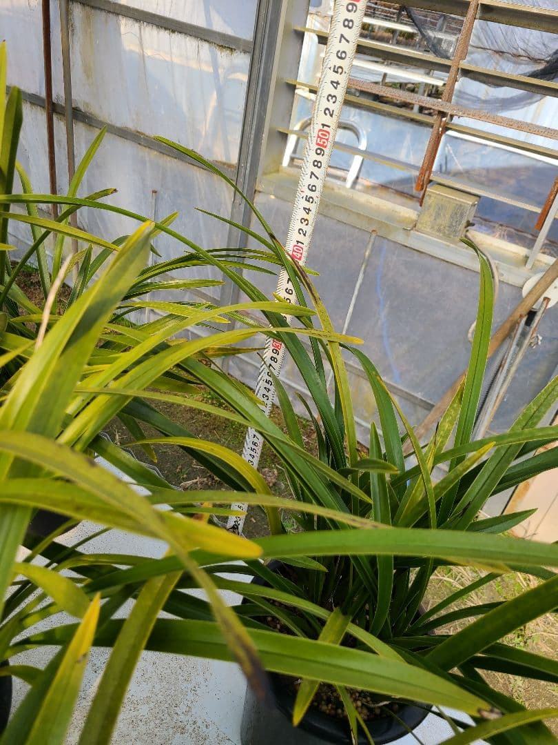 その他観葉植物 sk