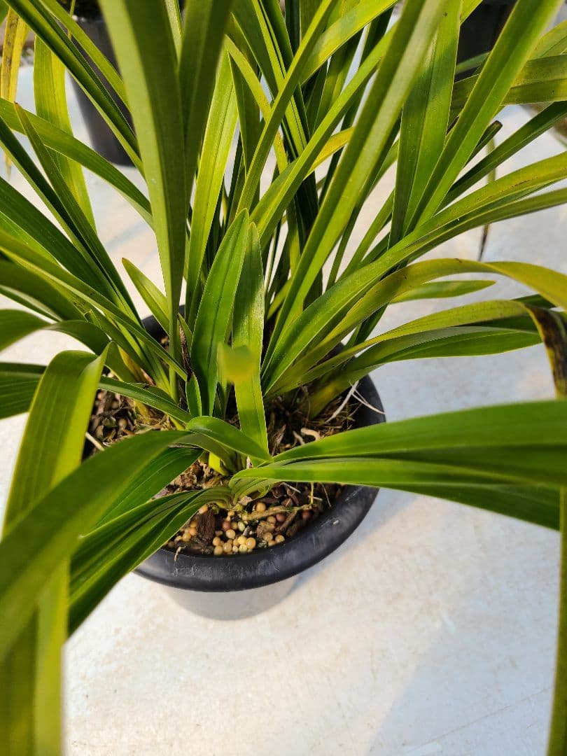 その他観葉植物 sk