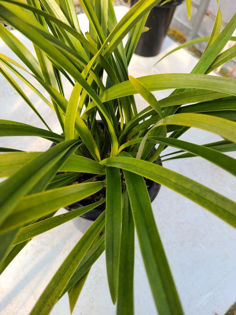 その他観葉植物 sk