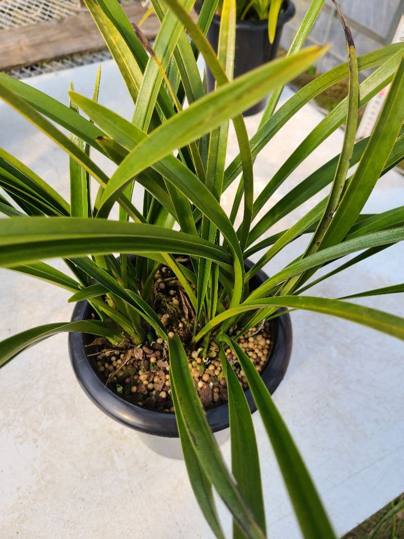 その他観葉植物 sk