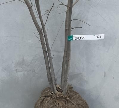 《現品》アオダモ　株立ち　樹高1.1ｍ（根鉢含まず）63【庭木/苗木/バット】