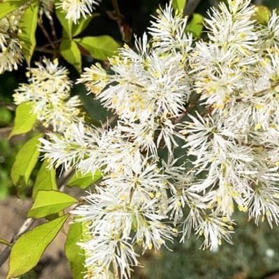 《現品》アオダモ　株立ち　樹高1.1ｍ（根鉢含まず）63【庭木/苗木/バット】