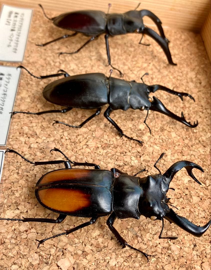 昆虫標本セット（4体）　ヘラクレスオオカブト　マンデイブラリス　ギラファ