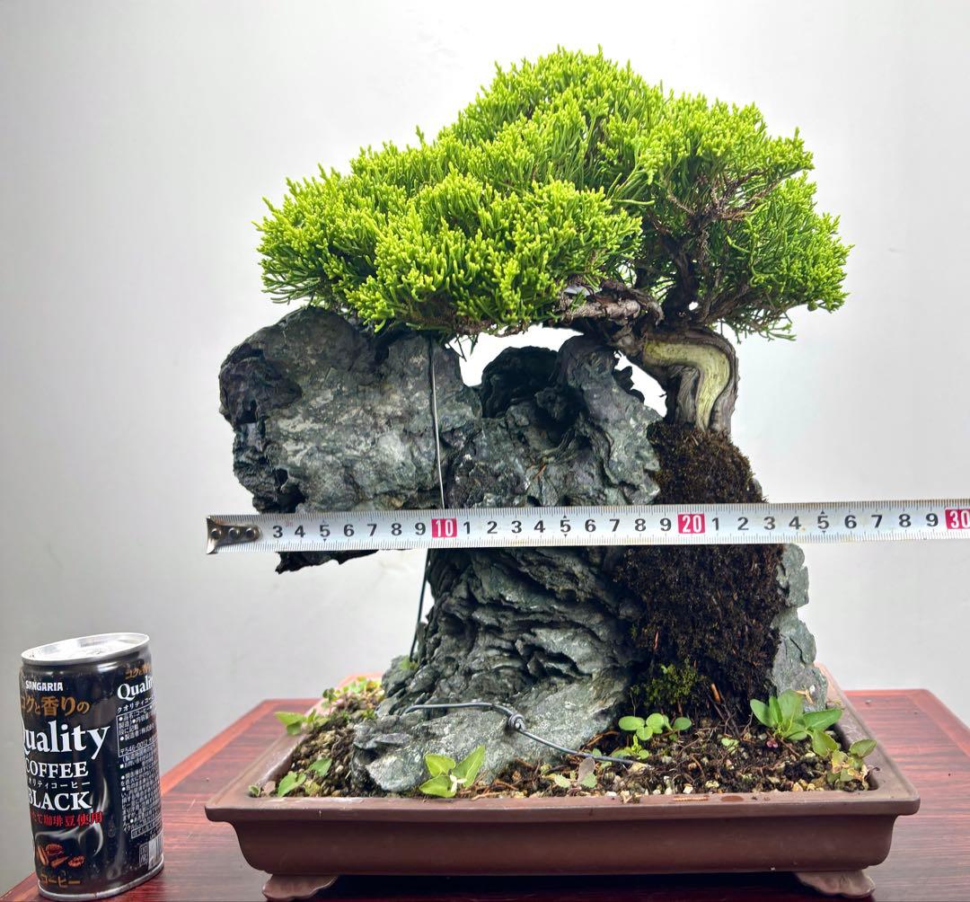 石付き真柏盆栽☆