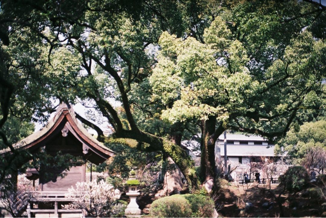 ミノルタ　XD-S ボディ　作例あり