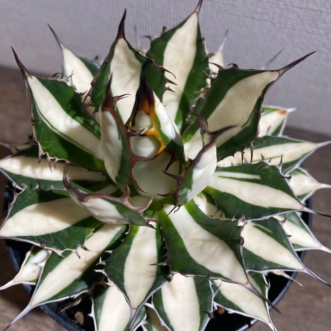 アガベ　ホリダ白中斑入　極上4