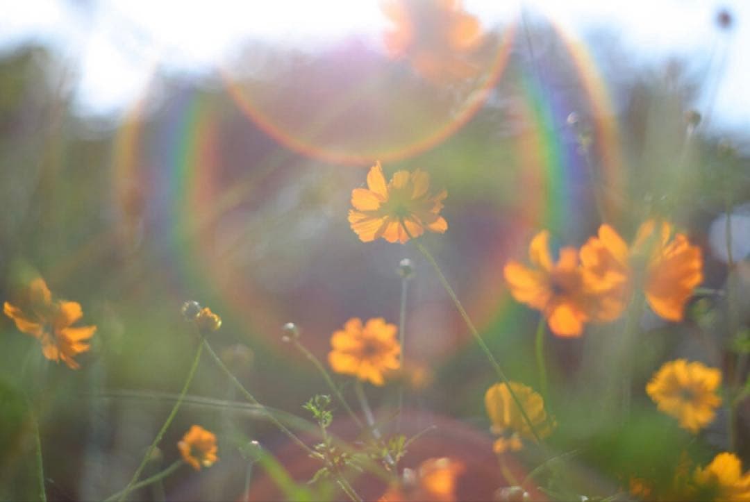 【美品】Super Takumar 55mm f1.8 前期型 m42マウント