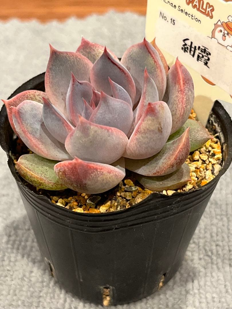 ファームパルクさん紺霞　多肉植物　エケベリア