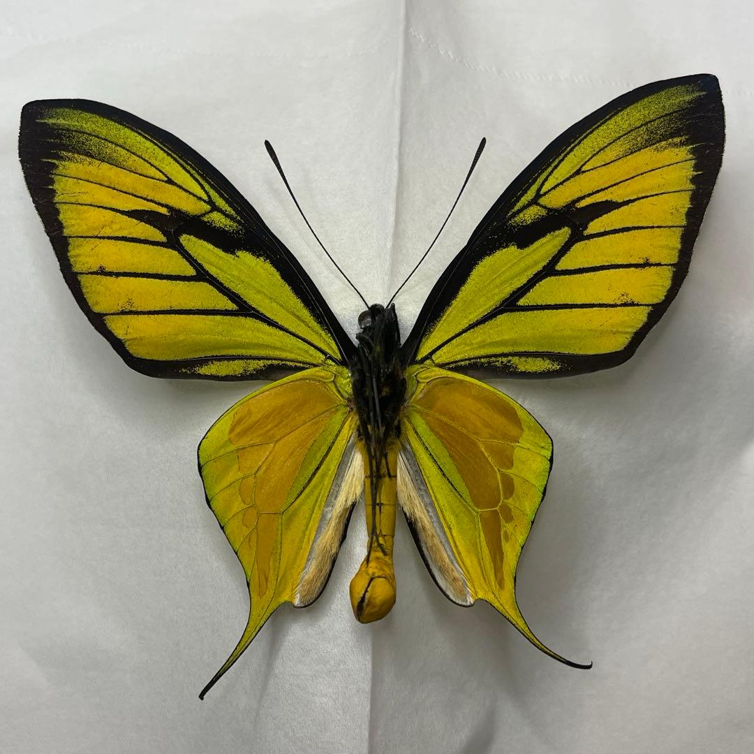 ゴクラクトリバネアゲハ♂標本