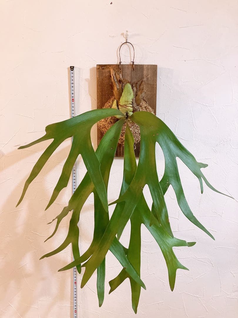 外ハネ　大株ビカクシダ　ウィリンキーwild\"east java\"コウモリラン