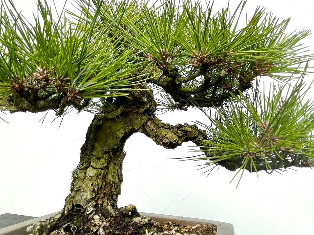 三河盆栽　黒松　盆栽