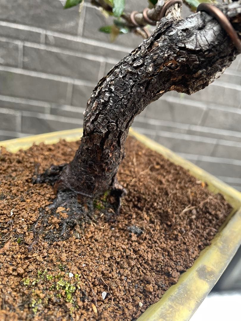 寒グミ小品盆栽　雑木/楓/紅葉/梅/黒松/五葉松