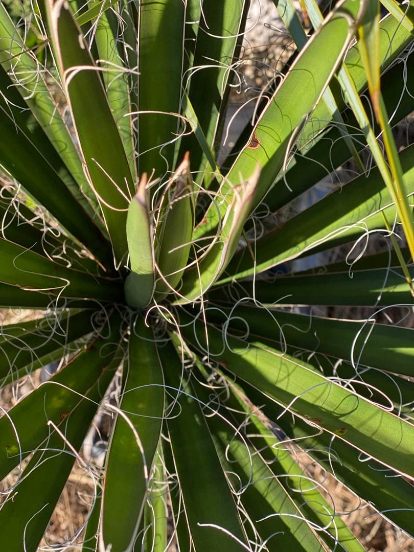 ⭐︎初売り⭐︎ユッカ フィリフェラ