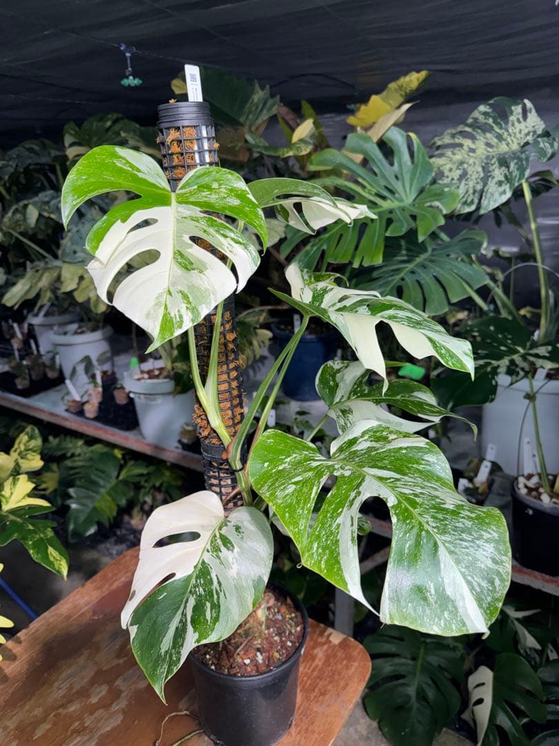 1モンステラ　ボルギシアナ　アルボ　白斑入り　鉢モスポール付き