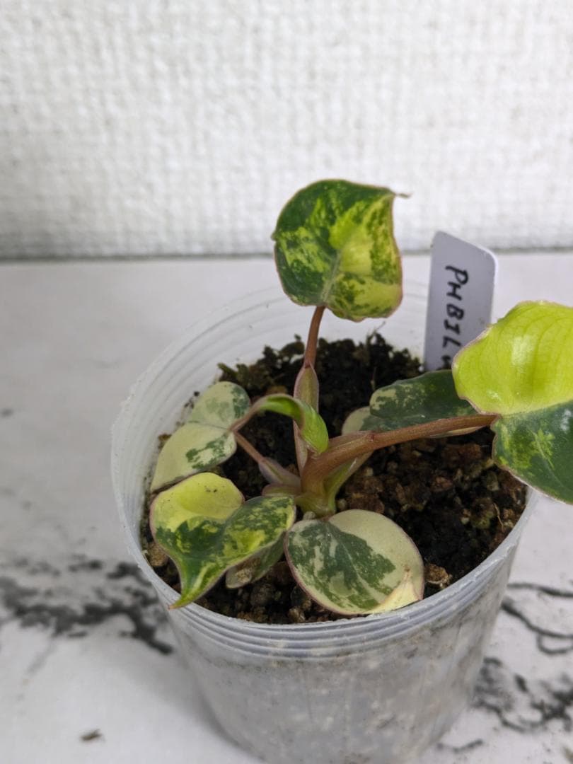 フィロデンドロン　ビレッティア　斑入り