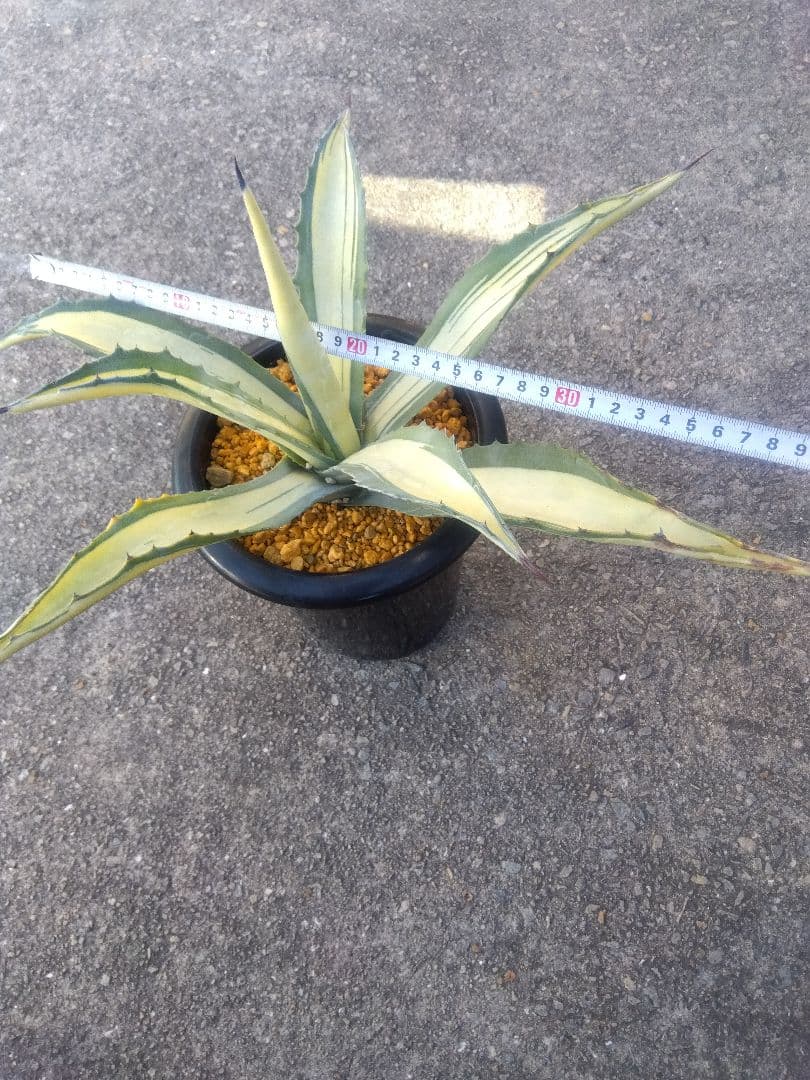 アガベ　那智の輝き　中斑　43センチ❗