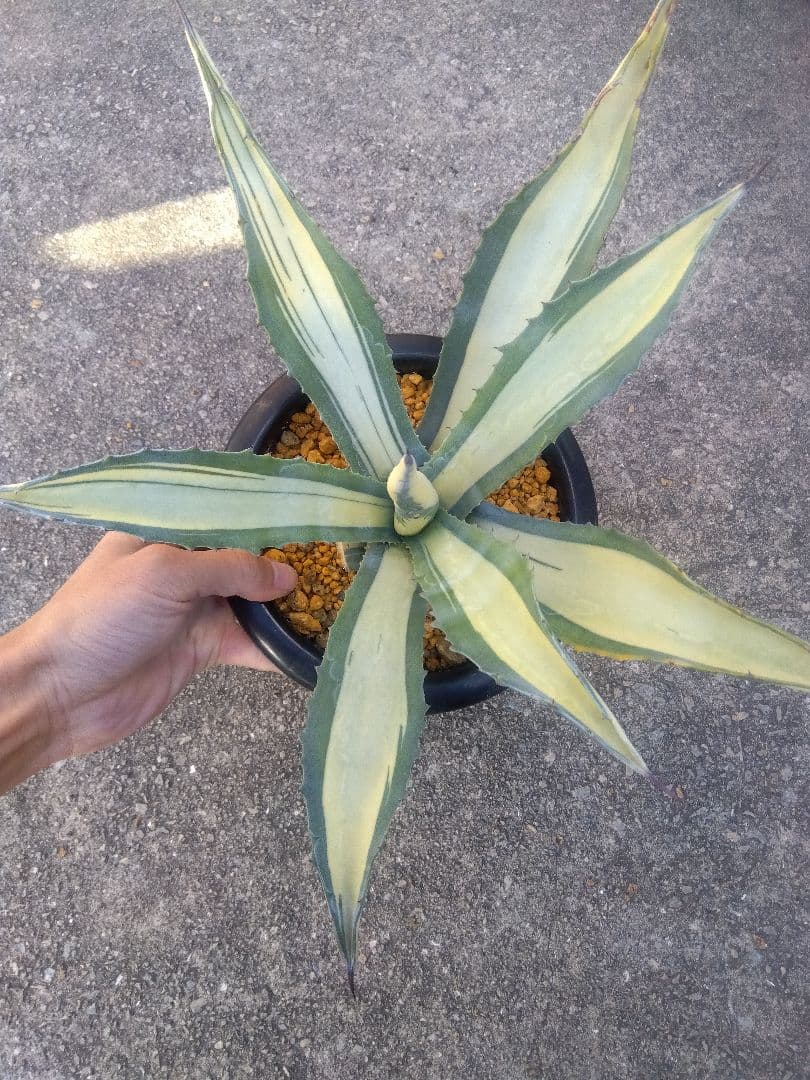 アガベ　那智の輝き　中斑　43センチ❗