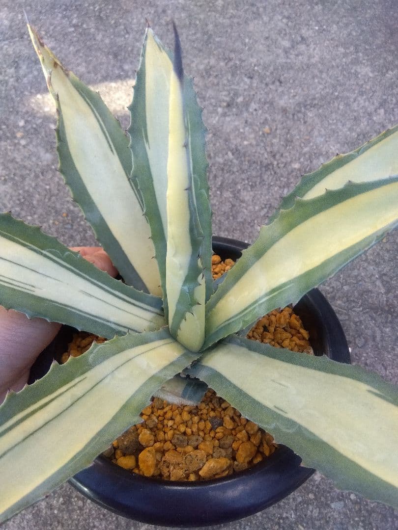 アガベ　那智の輝き　中斑　43センチ❗