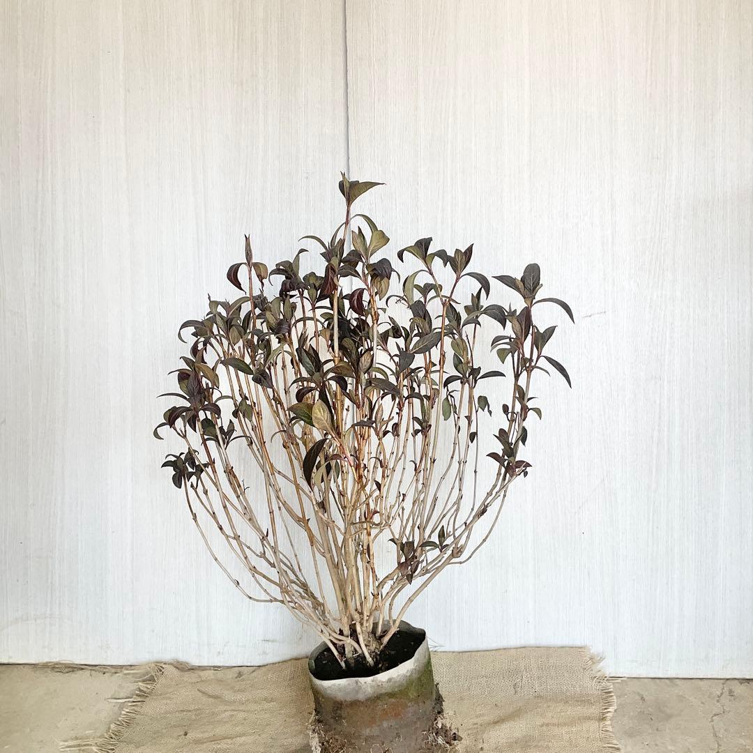 Hanakoさん専用　常緑紫陽花　碧の瞳　/ 76 2本同時購入価格