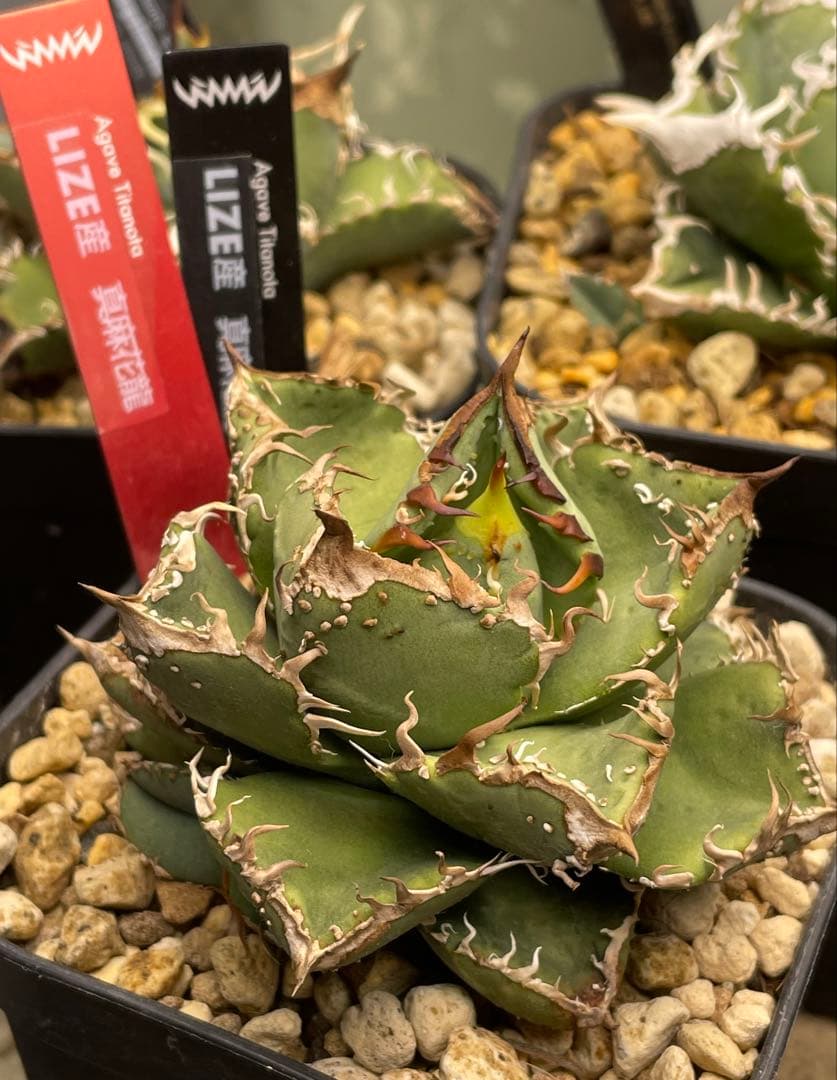 アガベ　真麻花龍子株、超お買い得！