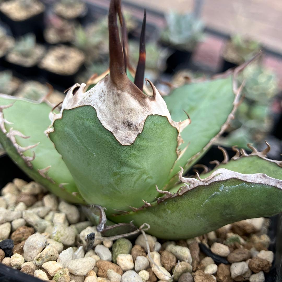 アガベオテロイ実生　オアハカ産　鉢ごと発送