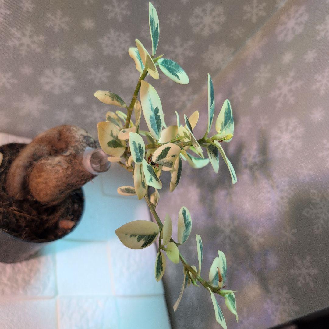 斑入りパンダガジュマル レア観葉植物 曲がった幹 緑とクリーム色の斑入り