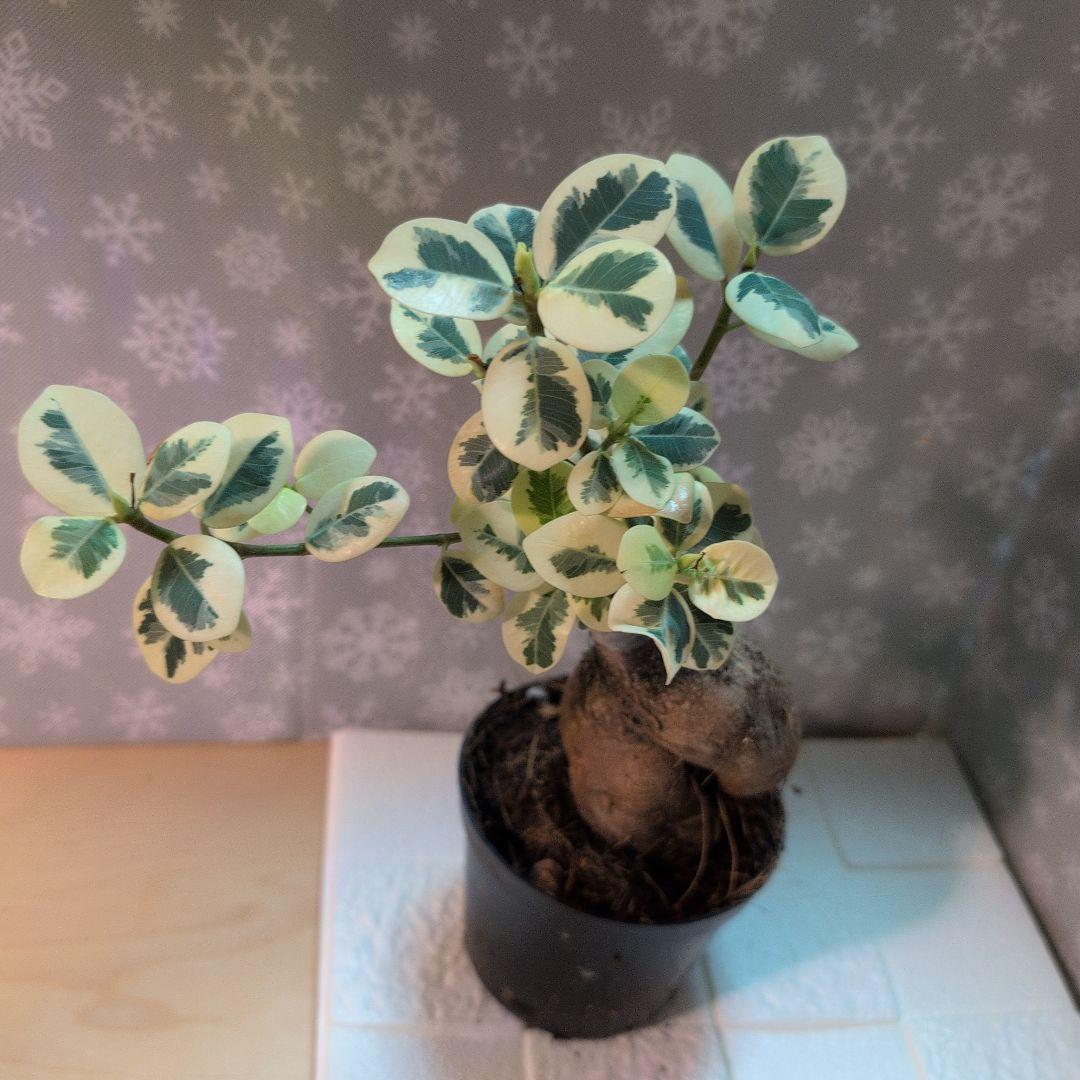 斑入りパンダガジュマル レア観葉植物 曲がった幹 緑とクリーム色の斑入り