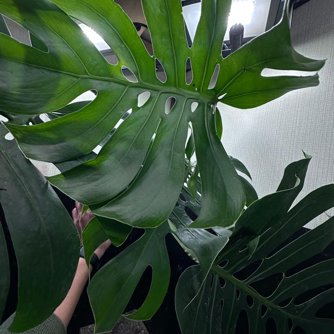 D*t様 モンステラデリシオーサマクロコズム超希少系統鉢植え68㎝