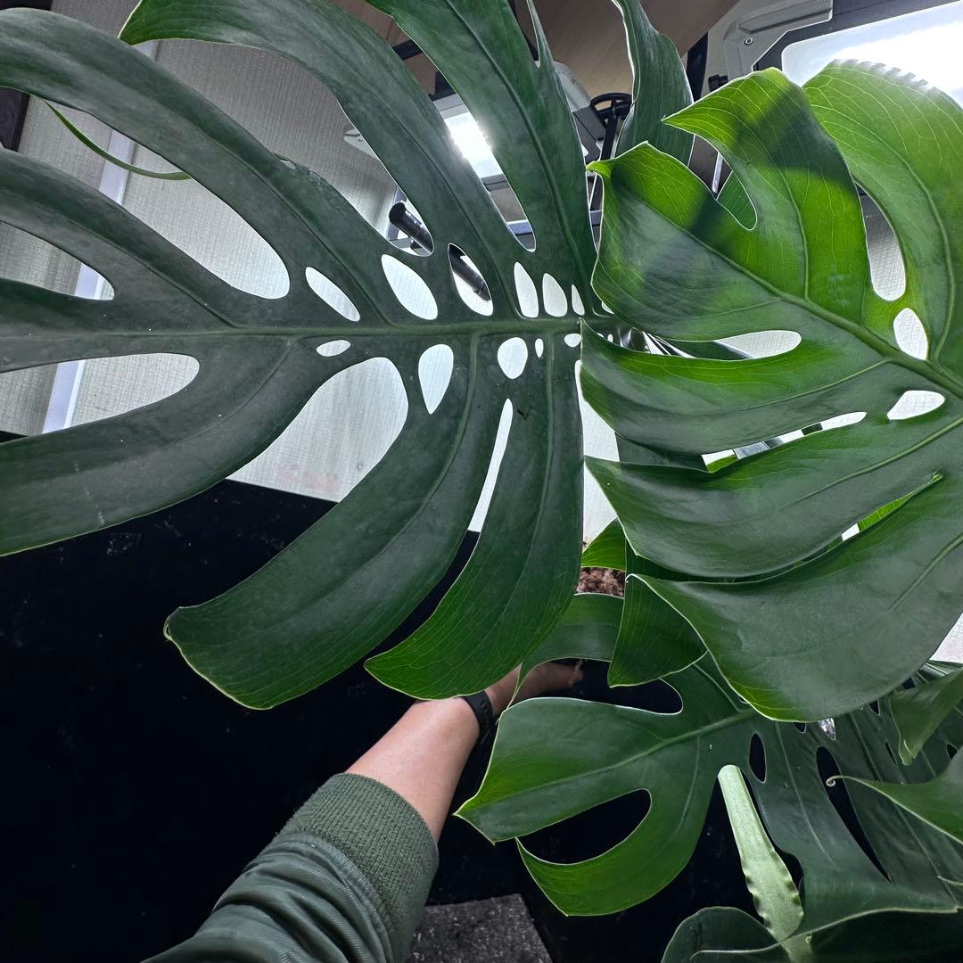 D*t様 モンステラデリシオーサマクロコズム超希少系統鉢植え68㎝