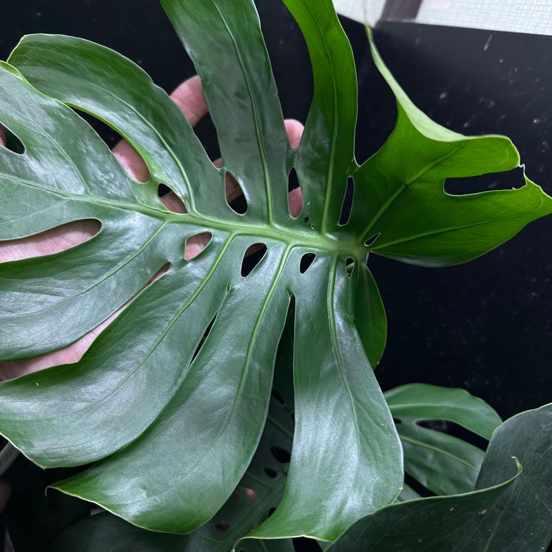 D*t様 モンステラデリシオーサマクロコズム超希少系統鉢植え68㎝