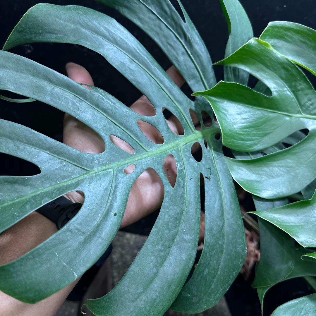 D*t様 モンステラデリシオーサマクロコズム超希少系統鉢植え68㎝