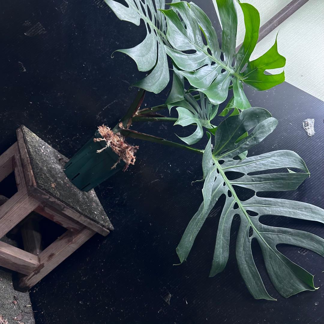 D*t様 モンステラデリシオーサマクロコズム超希少系統鉢植え68㎝