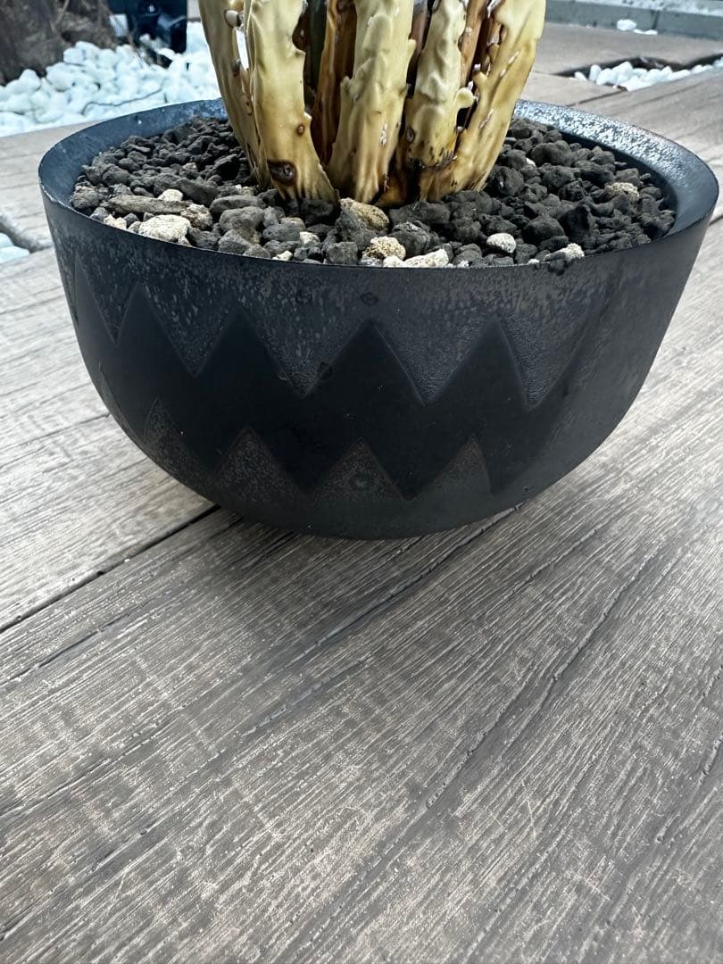 アガベ　ユタエンシス　エボリスピナ　陽炎 バリエム鉢付き