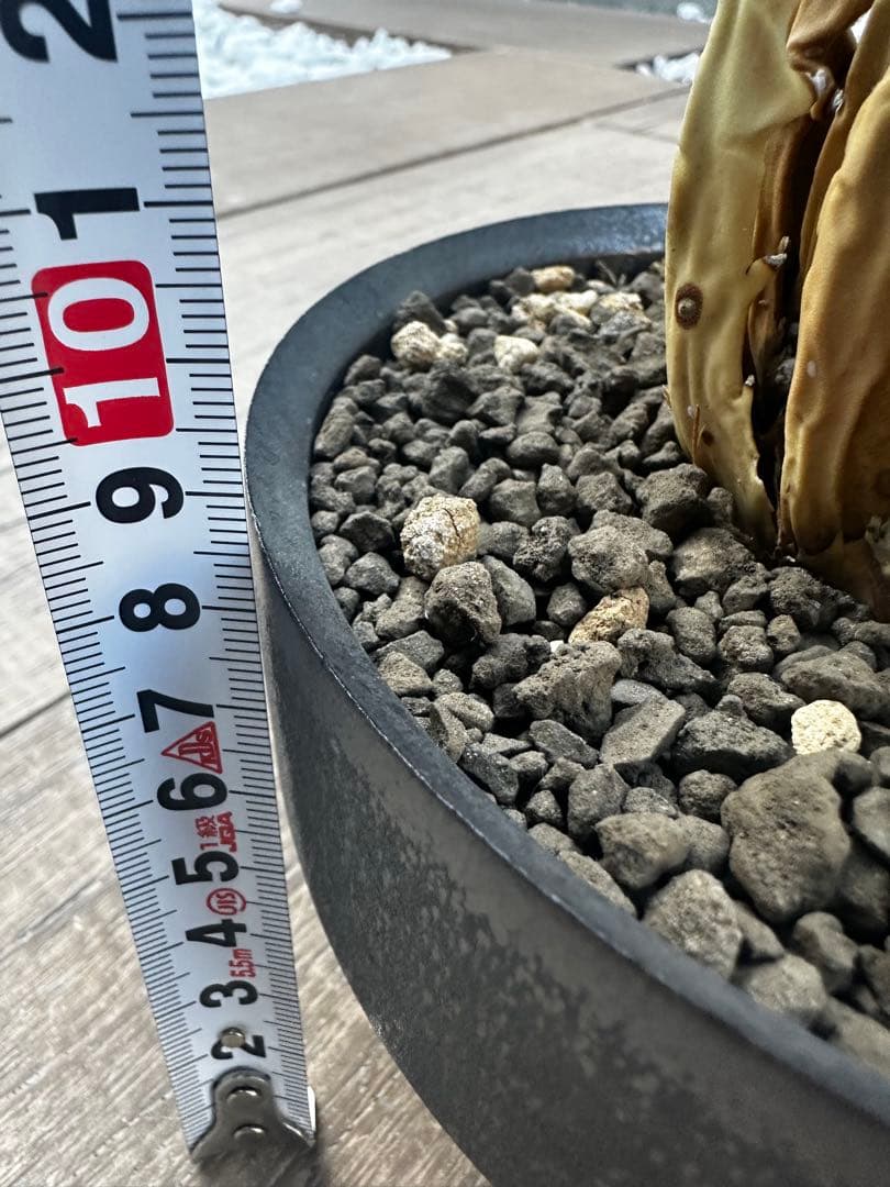 アガベ　ユタエンシス　エボリスピナ　陽炎 バリエム鉢付き