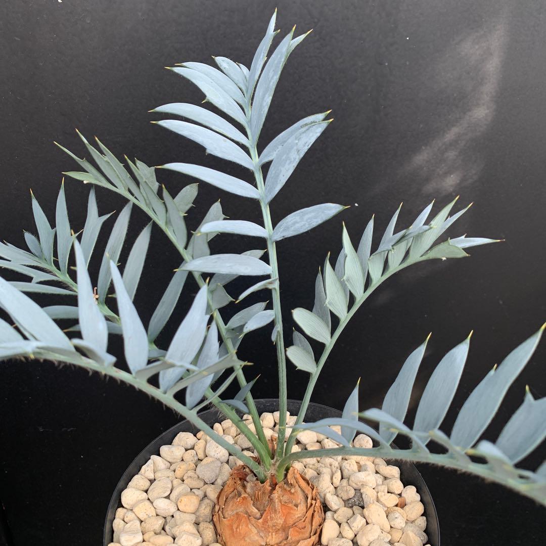 【南ア産・発根済】エンセファラルトス・ホリダス 約6cm｜No3-31