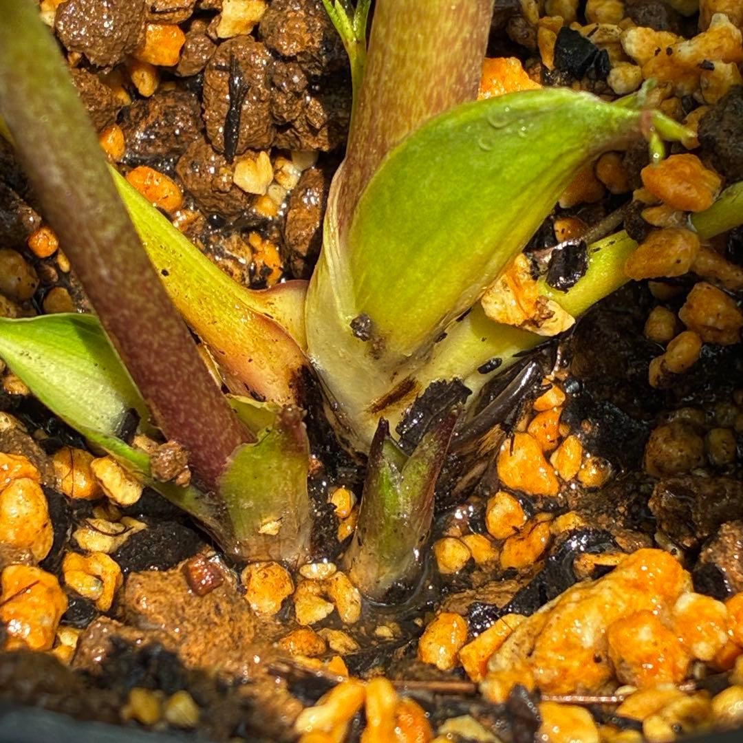 N*所様 3591☘️蕾花付き☘️極上美人☘️唯一無二☘️⭐️肌色オーレア⭐️チ