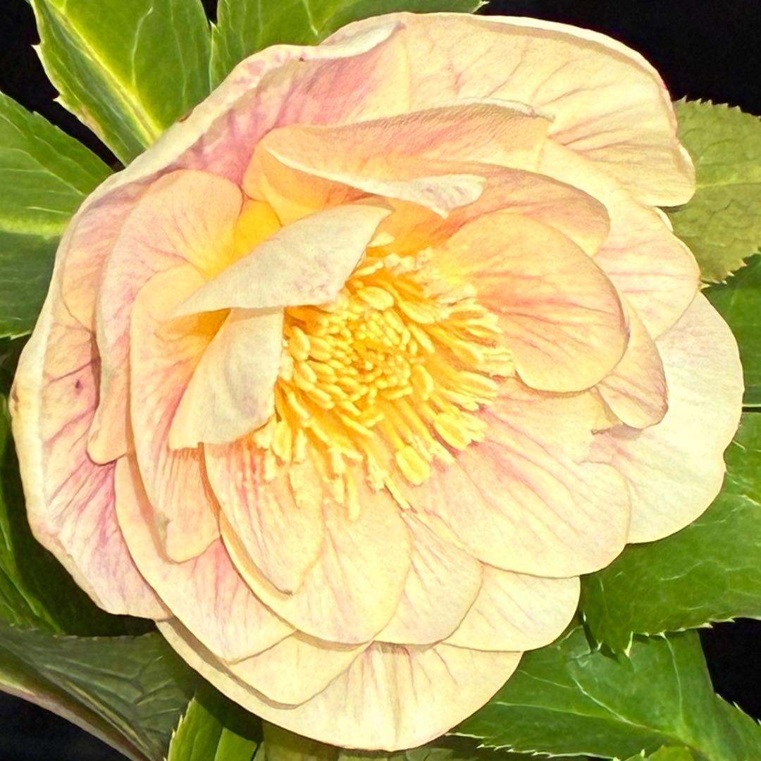 N*所様 3591☘️蕾花付き☘️極上美人☘️唯一無二☘️⭐️肌色オーレア⭐️チ