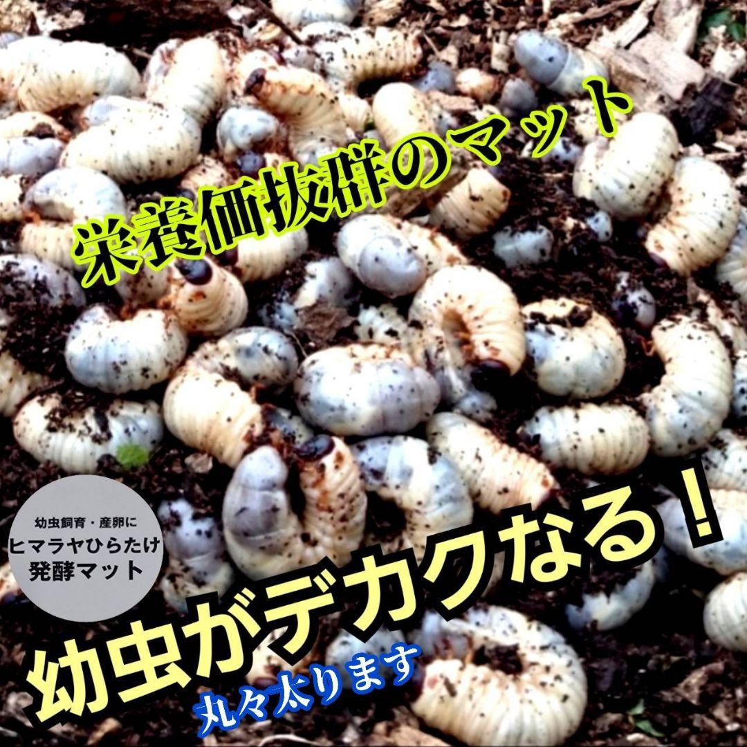 発酵マット入り！国産カブトムシ幼虫1頭飼育専用縦長クリアボト【12本セット】