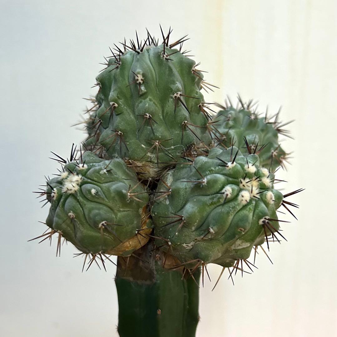 【希少綴化株】黒王丸 シネレア コピアポア サボテン