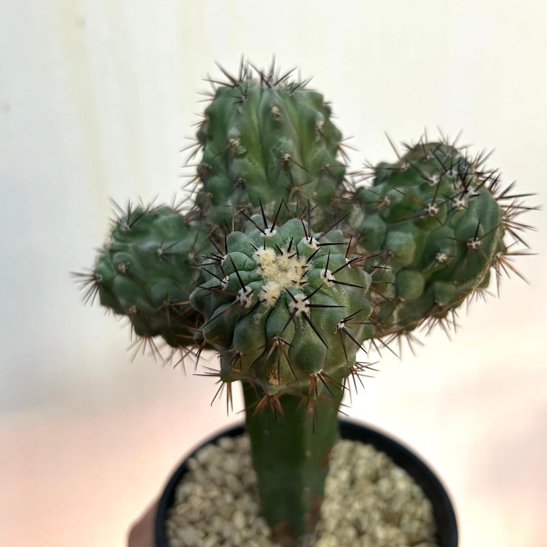 【希少綴化株】黒王丸 シネレア コピアポア サボテン