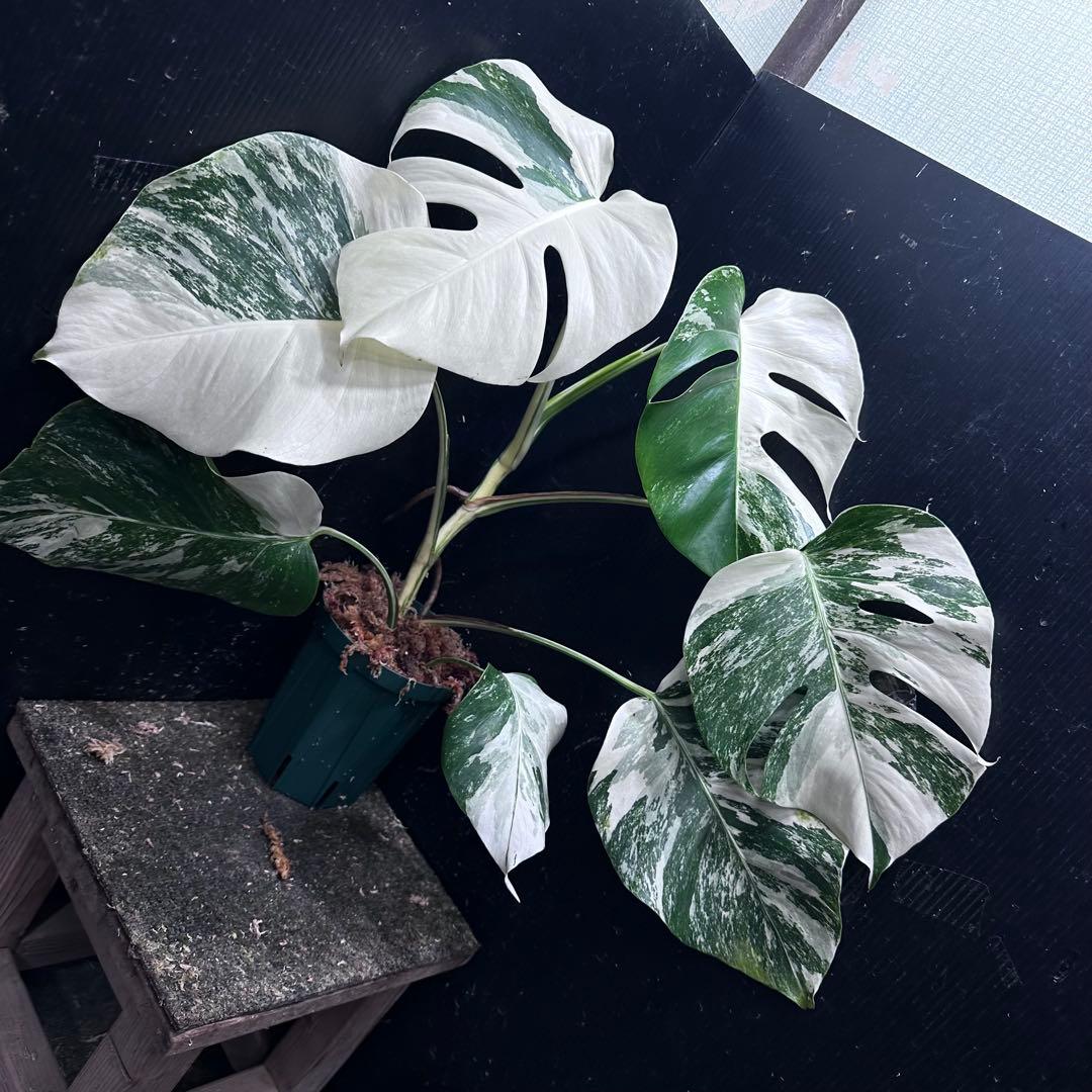 ば*ん様 斑入りモンステラ ホワイトタイガー極美大株51cm白斑多