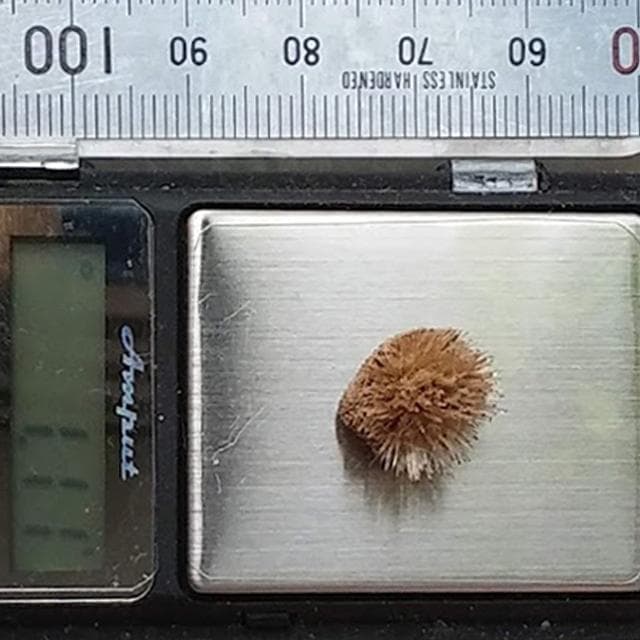 1.11g　アラゴナイト　かわいいウニゴナイト(仮称)　霰石